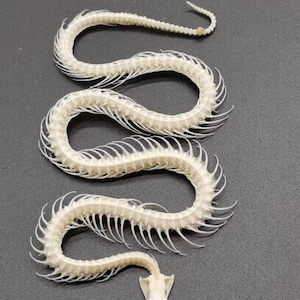 Squelette complet de serpent stérilisé et blanchi.
