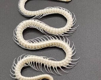 Sterilised and bleached complete snake skeleton.