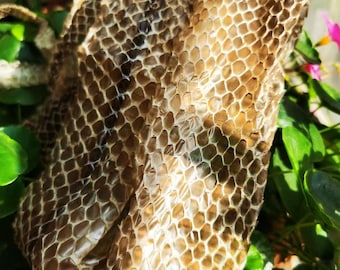 Authentic Boa Constrictor Snake Shed 59-78 in| Perfect for Art, Rituals, and Crafts