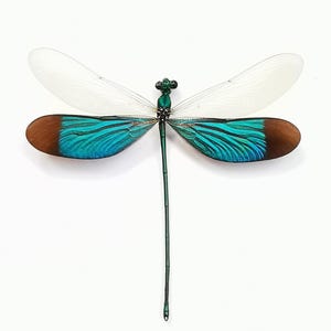 Libélula de alas metálicas verdes / Ejemplar real preservado / Arte de insectos ético para exhibición