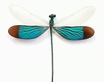 Green Metalwing Dragonfly | Real Preserved Specimen | Ethical Insect Art for Display