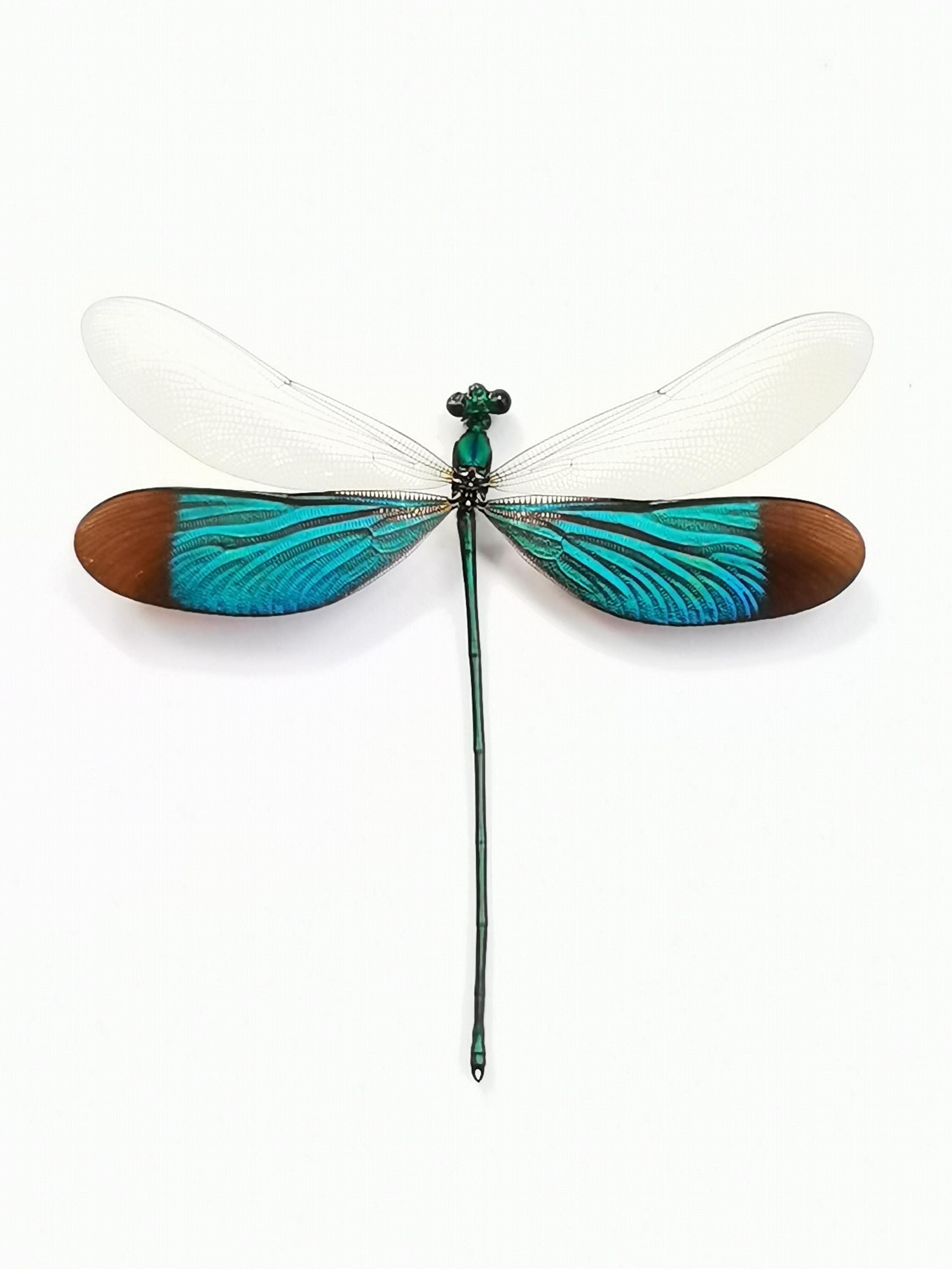 4 Real Dragonfly Specimens In Spread Wings Taxidermy Art Collection Vietnam