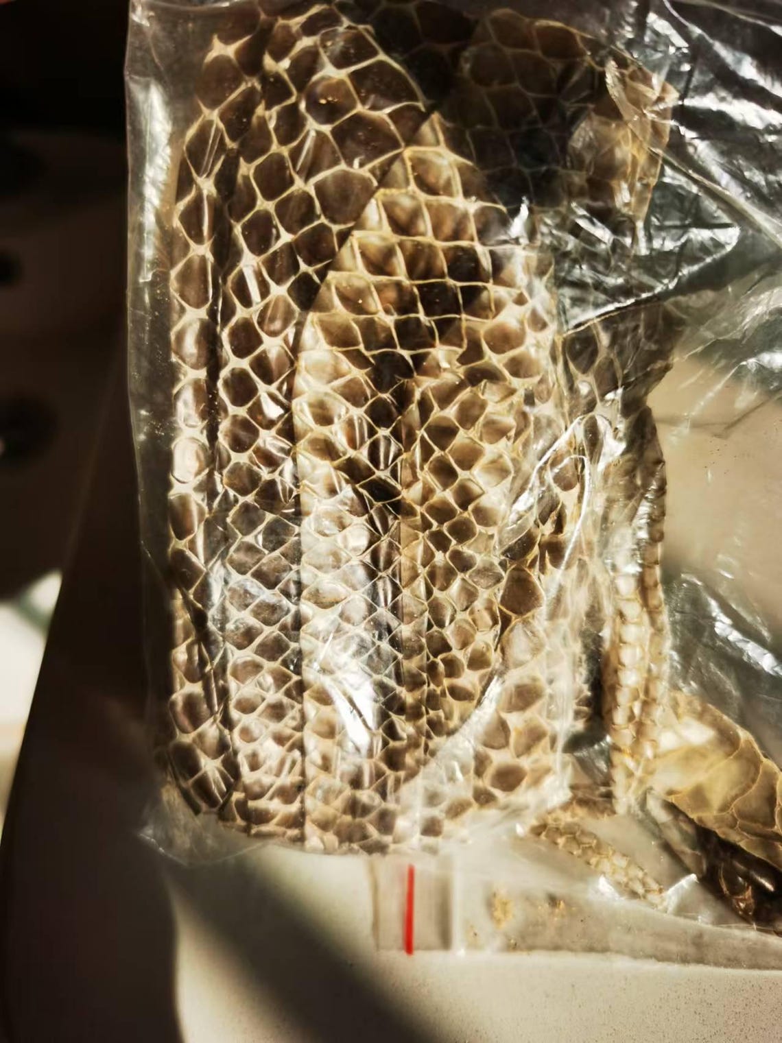 Authentic Boa Constrictor Snake Shed 59-78 In| Perfect for Art, Rituals ...