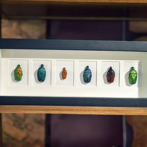 May include: A rectangular black shadow box frame containing six individual white-matted compartments. Each compartment displays a single beetle specimen, featuring iridescent shades of green, blue, orange, and dark brown with metallic finishes.