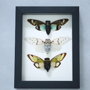 Puede incluir: Un marco rectangular negro tipo caja con tres cigarras preservadas montadas sobre un fondo blanco. La cigarra superior tiene alas negras y azul turquesa, la del medio tiene alas blancas translúcidas con puntos negros y la inferior tiene alas de color amarillo verdoso.