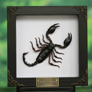 May include: A framed artwork featuring a detailed black scorpion on a white background. The frame is black with ornate corner designs and a small plaque that reads "Wings of Silence". The artwork is displayed against a blurred green backdrop.
