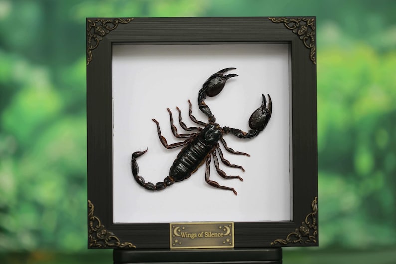 May include: A framed artwork featuring a detailed black scorpion on a white background. The frame is black with ornate corner designs and a small plaque that reads "Wings of Silence". The artwork is displayed against a blurred green backdrop.