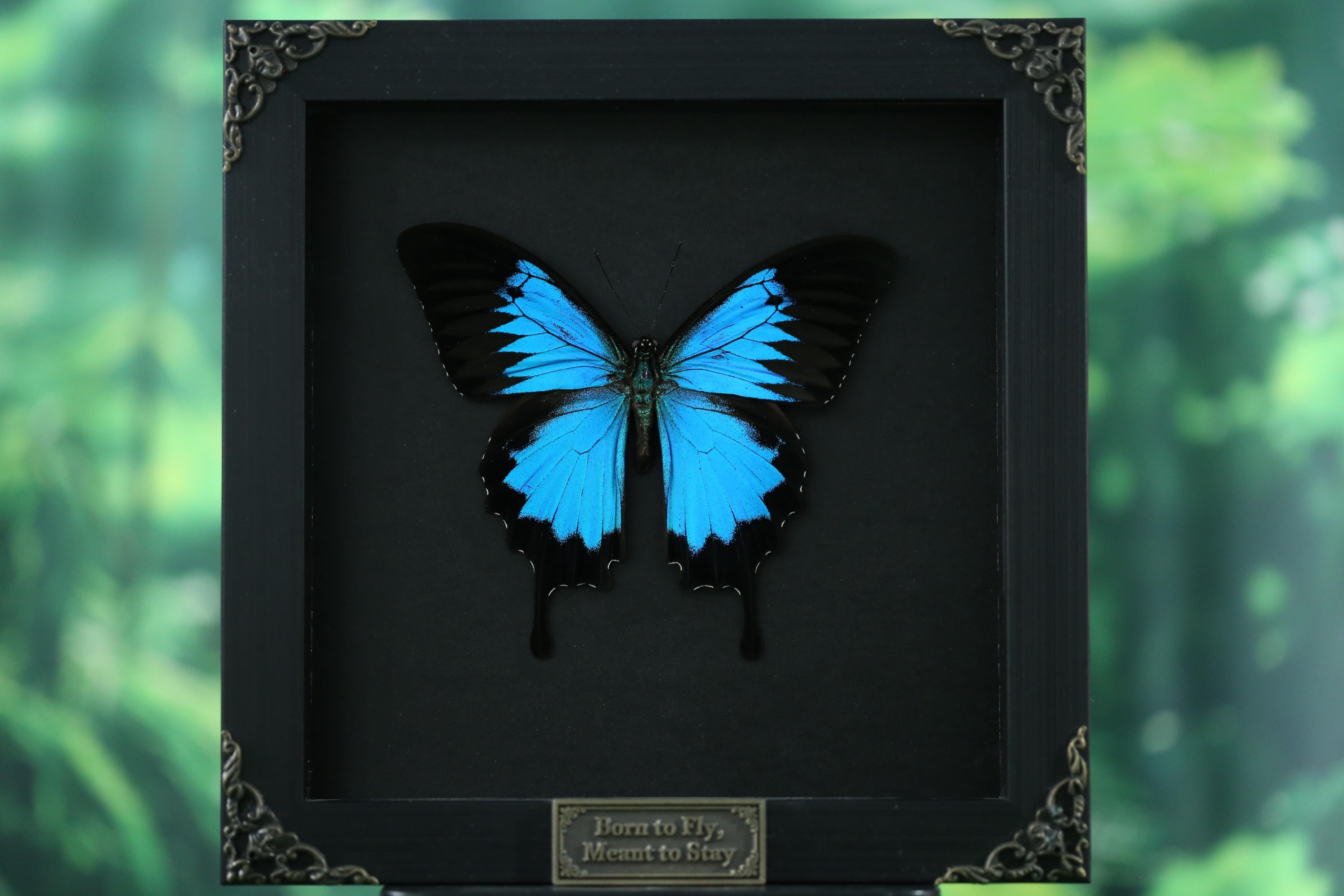 Real Mountain Blue Swallowtail Frame | Papilio Ulysses Blue