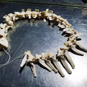 May include: A white animal skeleton, likely a dog, is arranged in a circle on a silver surface. The bones are connected by a thin white string.