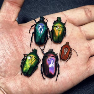 May include: Five iridescent beetles with smooth, shiny shells in shades of metallic green, purple, and copper. The insects are arranged in a cluster, each featuring a distinct oval body shape, six legs, and a reflective surface that catches light.