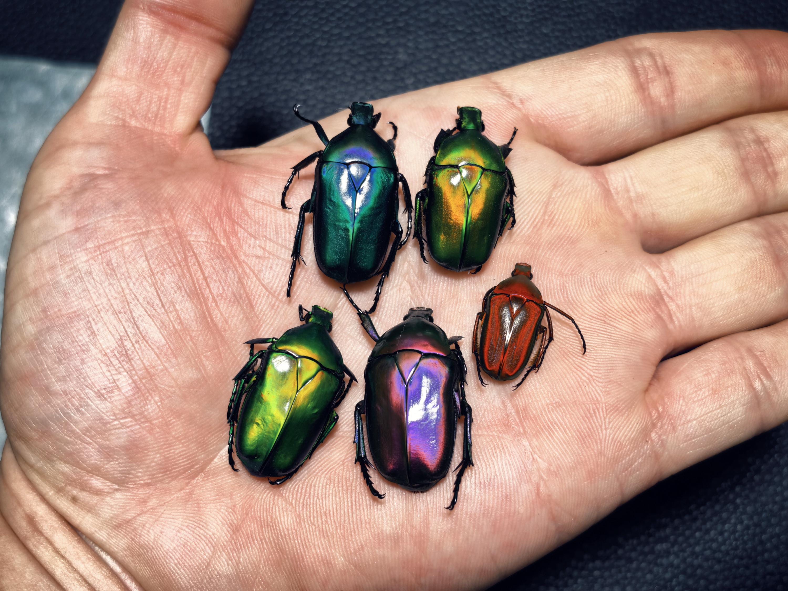 Thai jewel beetle - Etsy 日本