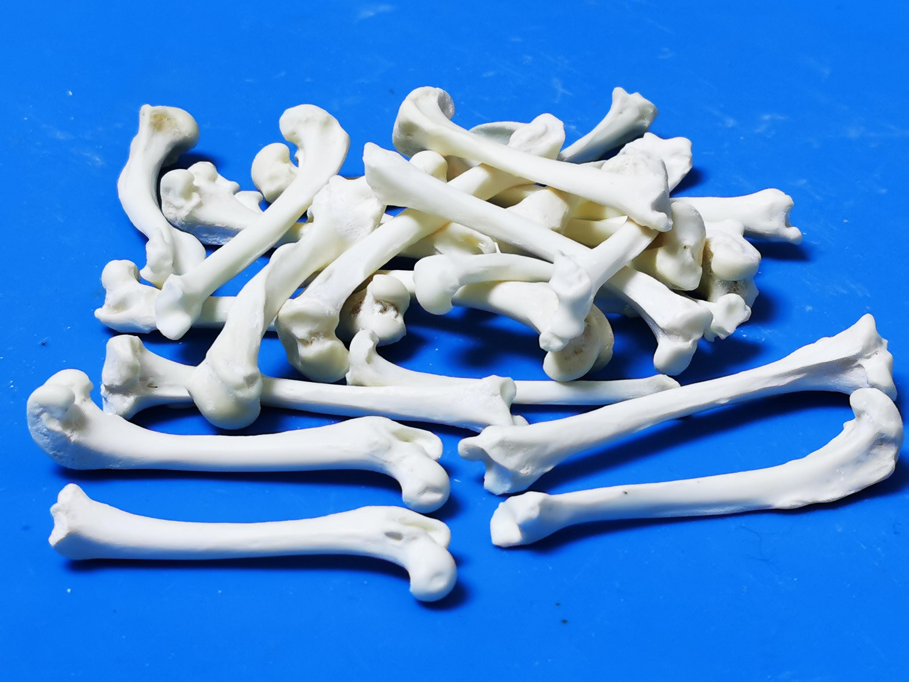 Set of 10 Real Mink Leg Bones (2–2.5”) | Bleached & Sterilized