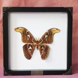 Atlas Moth | Attacus atlas | Giant Silk Moth in Shadow Box Frame | Real Insect Wall Art for Witchy, Gothic, or Curiosity Decor