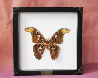 Atlas Moth | Attacus atlas | Giant Silk Moth in Shadow Box Frame | Real Insect Wall Art for Witchy, Gothic, or Curiosity Decor