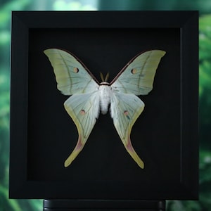 May include: A framed specimen of a pale green Luna moth with long, trailing hindwings and small, circular eyespots on each wing. The moth features a fuzzy white body and is displayed against a solid black background inside a square black frame.
