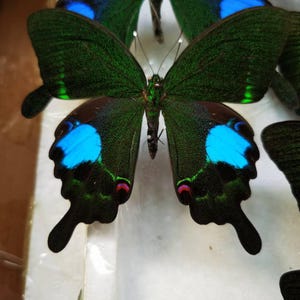 Papilio Paris Butterfly Specimen – Spread or Closed Wings, Natural Collectible