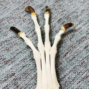 本物のキツネの足の骨。ゴシックブードゥー魔術工芸アート。本物の動物の骨。