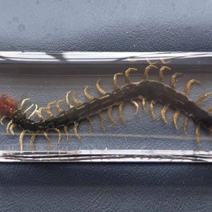 Centipede in resin, insects in resin, oddities curiosities