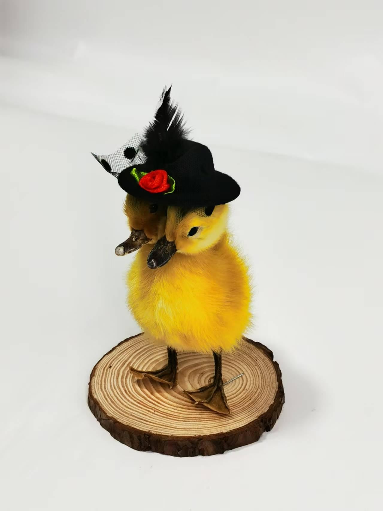 双頭のアヒルの剥製｜手作りの珍品｜ヴィンテージの珍品・インテリア