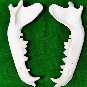 Könnte beinhalten: Ein Paar weiße Tierkiefer mit Zähnen auf grünem Hintergrund.