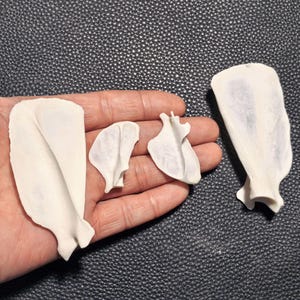 以下が含まれることがあります： 開いた手に、いくつかのオフホワイトの骨の形をした物体が示されています。物体はサイズと形状が異なり、滑らかで湾曲した表面を持っています。背景は暗く、質感のある表面です。