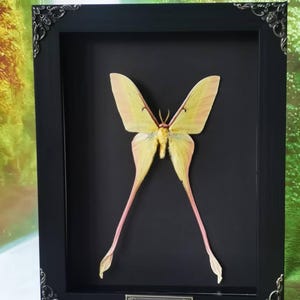 Oprawiona sztuka ścienna z taksydermią jedwabnika długoogonowego Actias sinensis