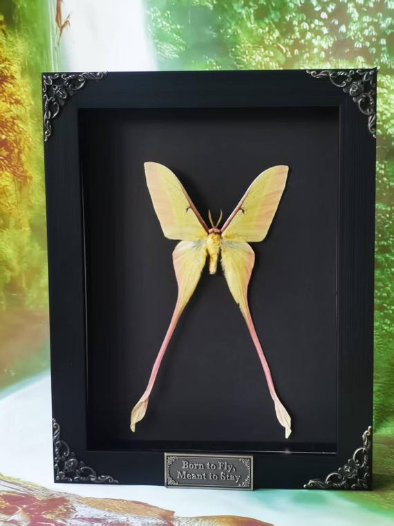 Framed Chinese Moon Moth – Actias sinensis Long-tailed Silkmoth Taxidermy Wall Art