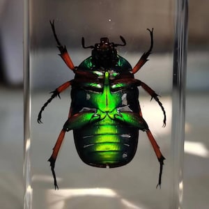 Chafer beetle in resin, insects in resin, green beetle, oddities curiosities