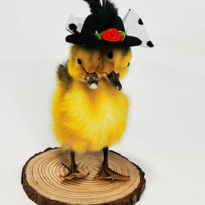 Op de afbeelding: Twee gele eendjes met zwarte ogen en snavels dragen een zwarte hoed met een rode roos en een zwart-wit gepolkadot net. De eendjes staan op een ronde houten schijf.