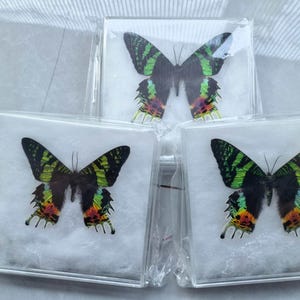 May include: Three framed butterfly specimens. Each butterfly has black wings with green stripes and colourful accents of yellow, orange, and red. The butterflies are encased in clear, square frames, resting on a white surface.