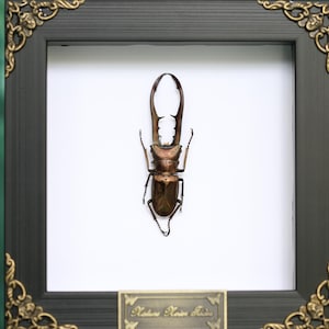 May include: A framed insect specimen, possibly a beetle, presented on a white backdrop. The dark frame has decorative gold-coloured corner details. The insect is brown with prominent mandibles. A small plaque is at the bottom.