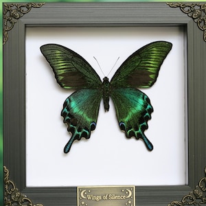 May include: A framed butterfly specimen with iridescent green and blue wings. The butterfly is centered on a white background within a dark grey frame with ornate corner details. A small plaque at the bottom reads "Wings of Silence."