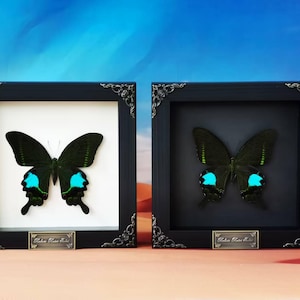 Papilio Paris Butterfly in Frame – Decorative Wall Specimen