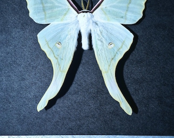 Ethically Sourced Luna Moth – Real Actias luna for DIY, Display or Science Projects