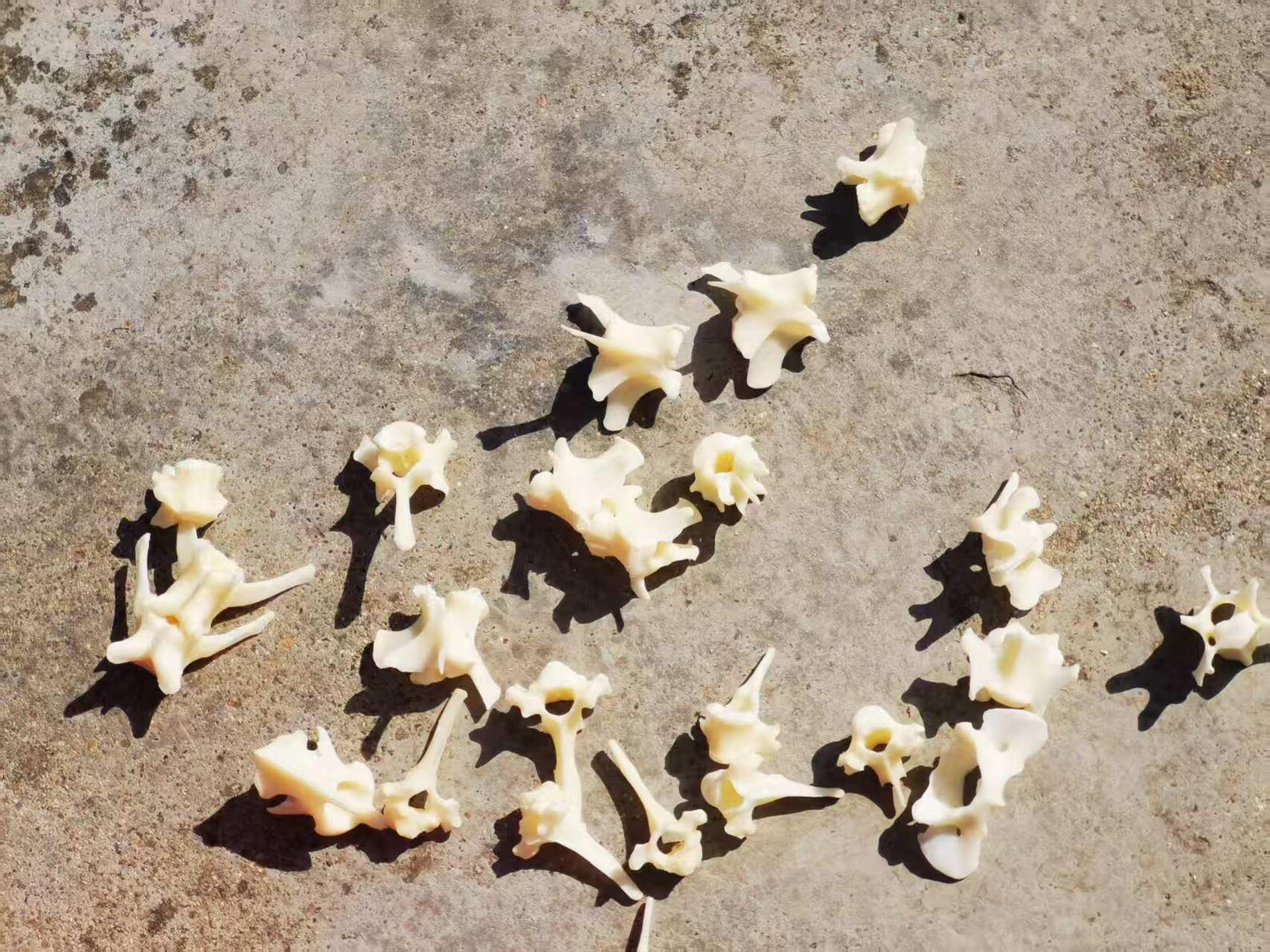 Complete Fox Vertebrae, 55cm Long, Natural Bone for Crafting ...