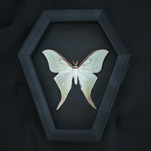 May include: A pale green Luna moth specimen displayed inside a black, coffin-shaped wooden frame. The moth features delicate, elongated wings with small eyespots and a fuzzy white body, centred against a solid black background within the frame.