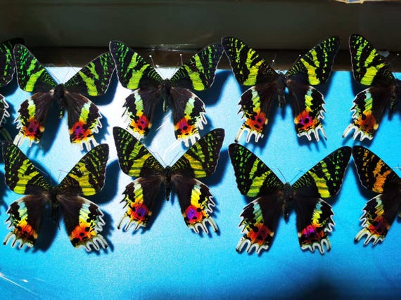 マダガスカル産本物のサンセットモス（Chrysiridia rhipheus） – A1