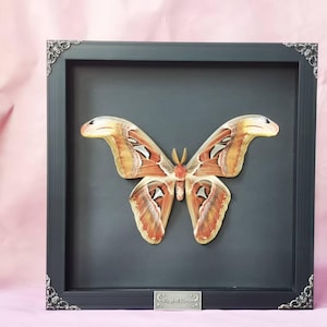 本物のオオアトラスガの額装標本 - Attacus atlas - Etsy 日本