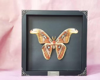 Atlas Moth | Attacus atlas | Giant Silk Moth in Shadow Box Frame | Real Insect Wall Art for Witchy, Gothic, or Curiosity Decor