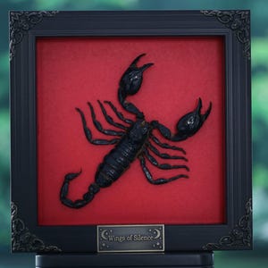 Puede incluir: Una obra de arte enmarcada que presenta un escorpión negro sobre un fondo rojo. El escorpión está detallado y centrado, con sus pinzas levantadas. El marco es negro con esquinas ornamentadas, y una pequeña placa en la parte inferior dice "Wings of Silence".