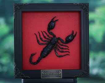 Authentic Black Scorpion Specimen – Natural Taxidermy Insect Collection