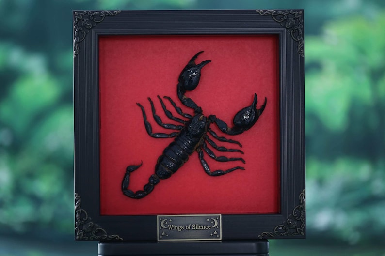 May include: A framed artwork featuring a black scorpion against a red background. The scorpion is detailed and centered, with its claws raised. The frame is black with ornate corners, and a small plaque at the bottom reads "Wings of Silence."