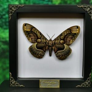 May include: A framed black and gold butterfly specimen with a label that reads "The Great Saturnia"