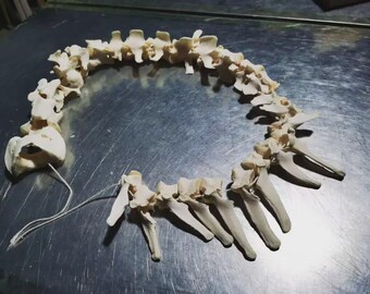 10 Stück echte Schafwirbel - Gereinigte natürliche Knochen-Set für Kunstprojekte, Galerie-Ausstellung & schulische Zwecke, museale Muster