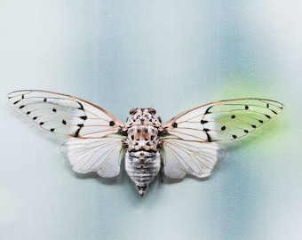 Auténtica cigarra fantasma (Ayuthia spectabilis): insecto real montado, alas extendidas, ejemplar A1 para arte, exhibición o estudio.