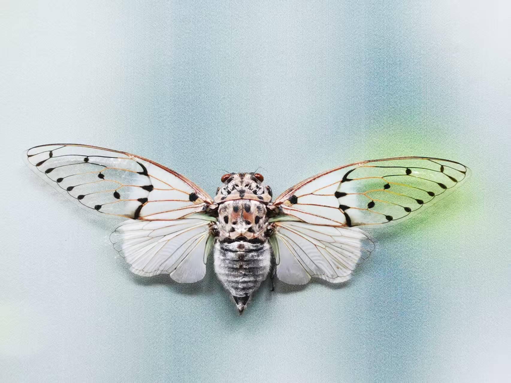 Authentic Ghost Cicada – Ayuthia Spectabilis – Mounted Real Insect