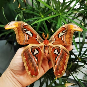 Ejemplar de polilla Atlas: Attacus atlas, polilla seca real / Exhibición de alas cerradas / Decoración artística de insectos enmarcada