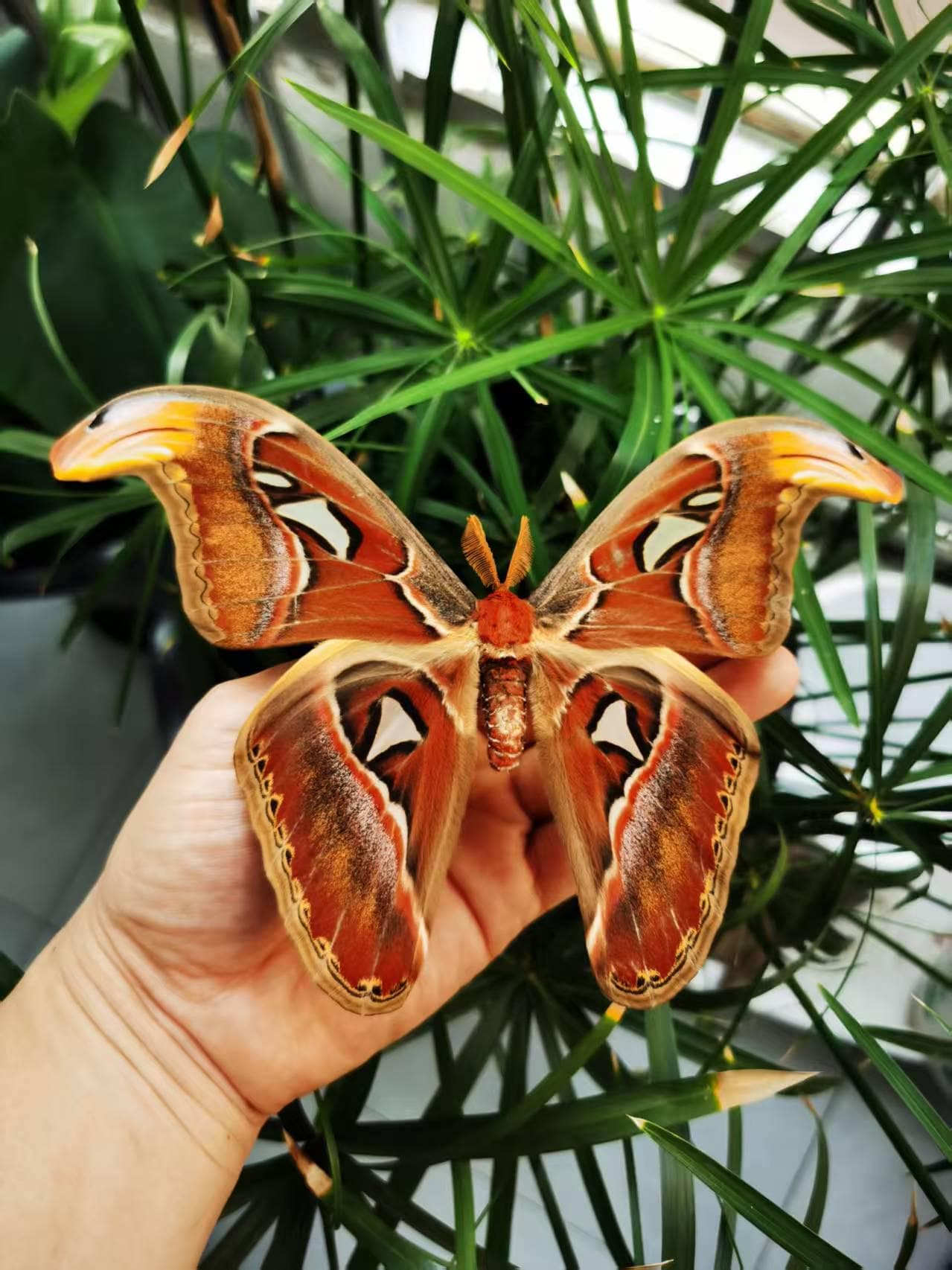 大型 昆虫標本 フレーム アトラス蛾 蝶標本 額装 アトラス蛾の標本 – Attacus atlas 実物乾燥蛾 | 羽を広げた状態と閉じ