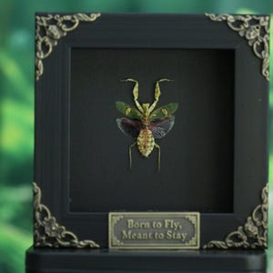 Puede incluir: Una mantis religiosa preservada con alas verdes y moradas exhibida dentro de un marco cuadrado negro con adornos dorados en las esquinas. Una pequeña placa rectangular en la parte inferior presenta el texto Born to Fly, Meant to Stay en oro.