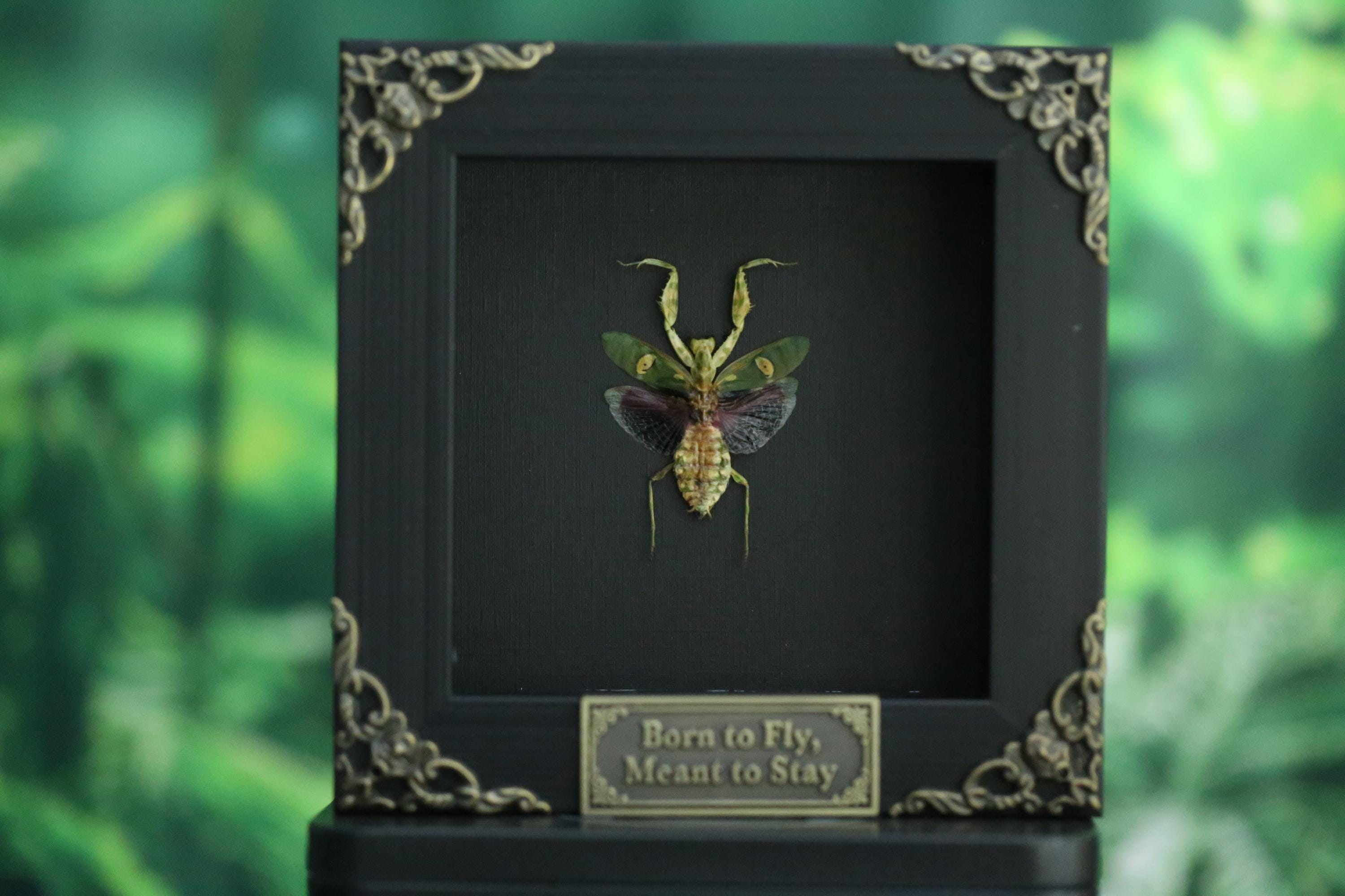 Framed Jeweled Flower Mantis | Creobroter Gemmatus Specimen